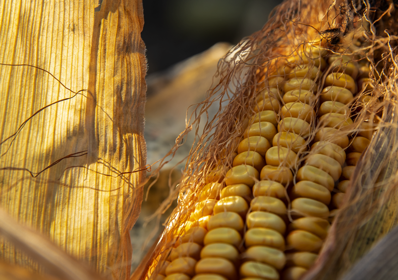 Close up view of an ear of corn
