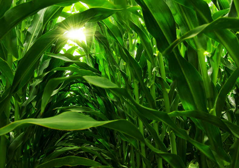 Sunlight shining through rows of corn