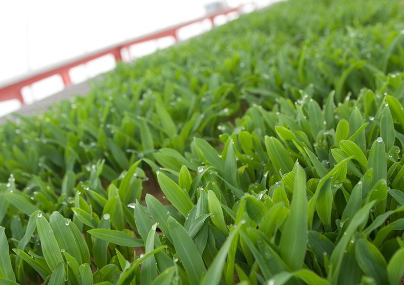 Close up view of dew on crops