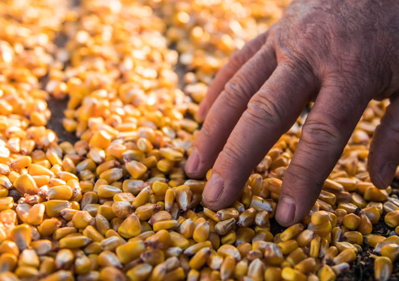 Farmer brushing hands over corn kernels