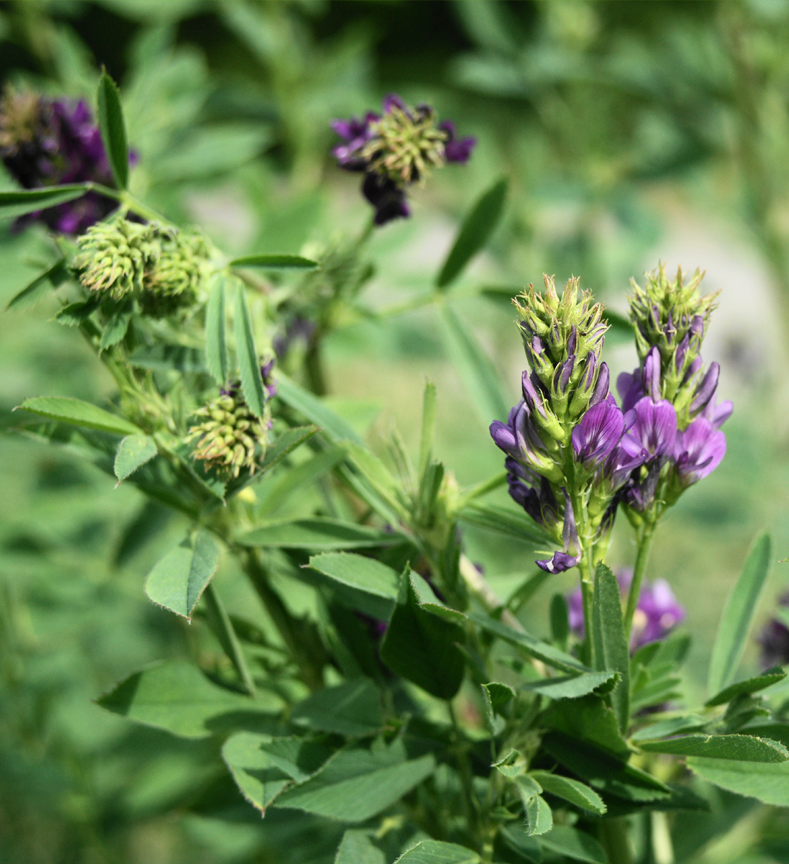 Close up view of alfalfa in bloom