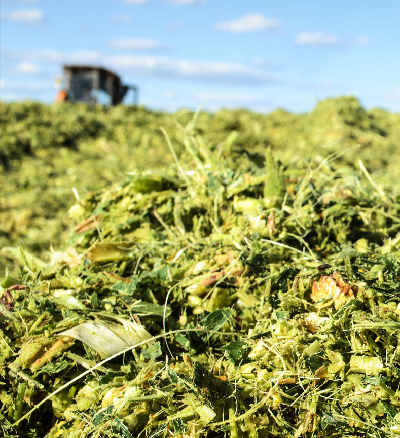 Close up view of silage before fermentation begins