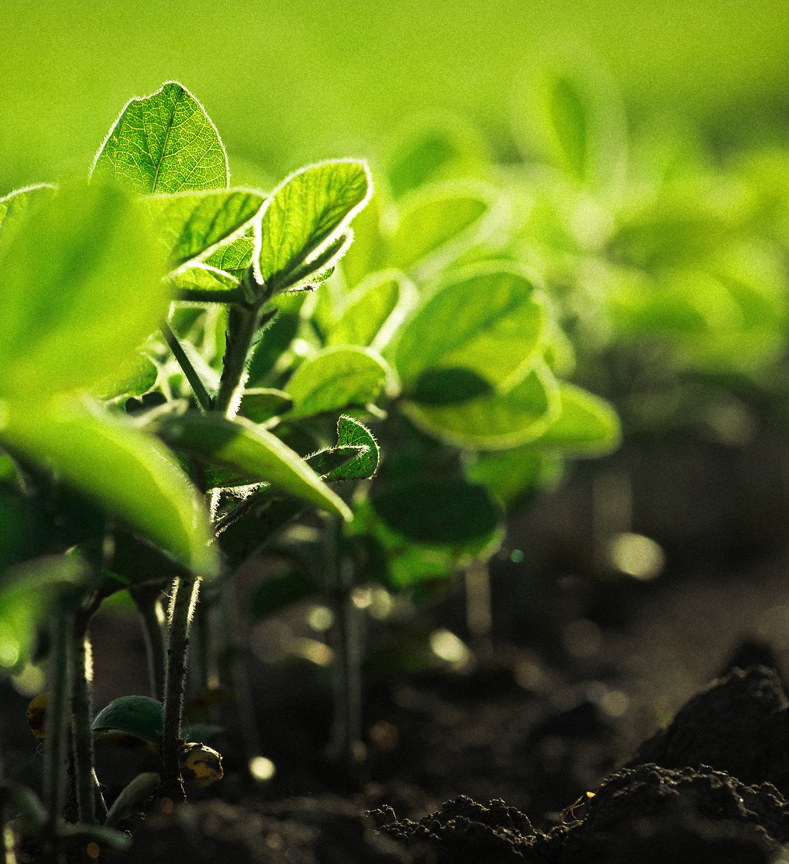 Close up view of soybean plants beginning to bloom