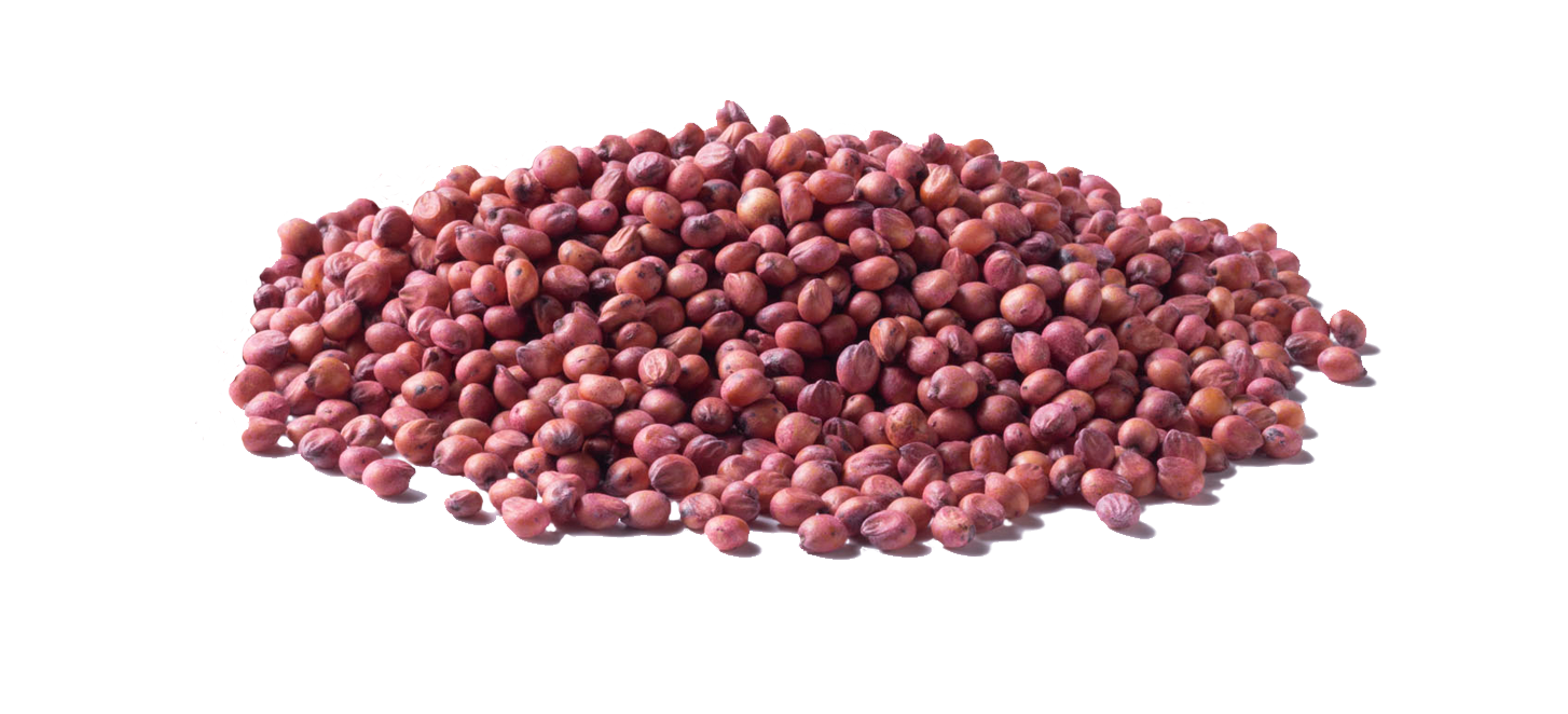 Sorghum Products Pile of sorghum seed