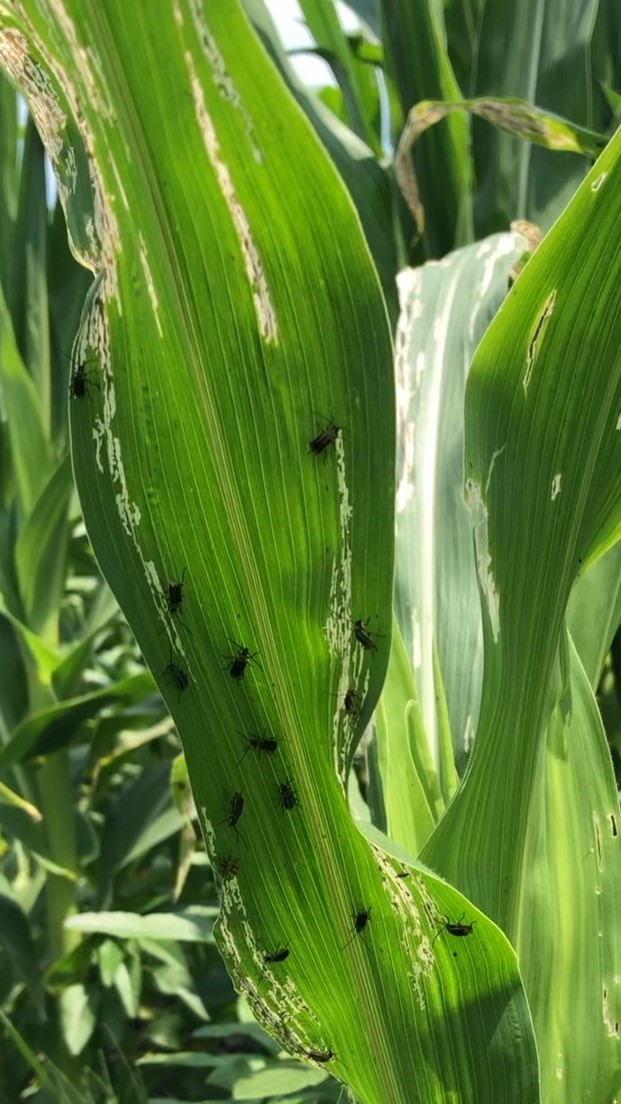 Corn rootworm beetles on a corn plant leaf