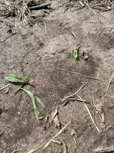 Picture of broken off corn plants from black cutworm damage.