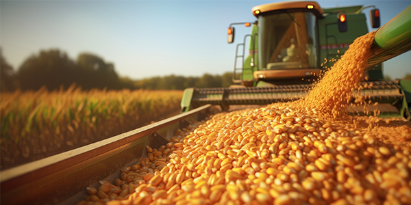 Recent rain is too late for this year's corn crop - Minnesota Corn