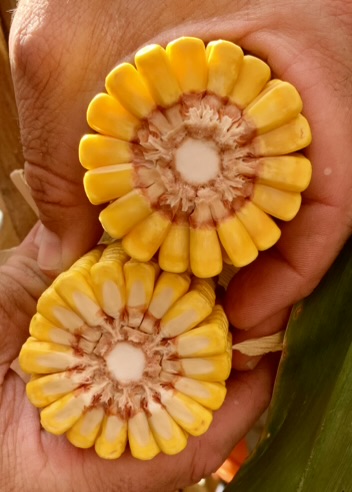 HealthyEarswithDeepKernels