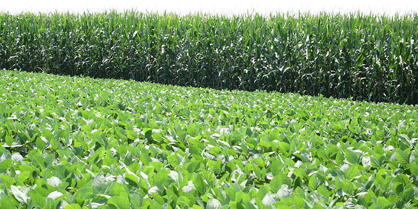 Photo of corn and soybean fields