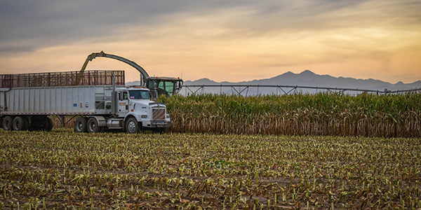 Turn Our Data Into Your Dollars with LG Seeds Silage Proven Hybrids