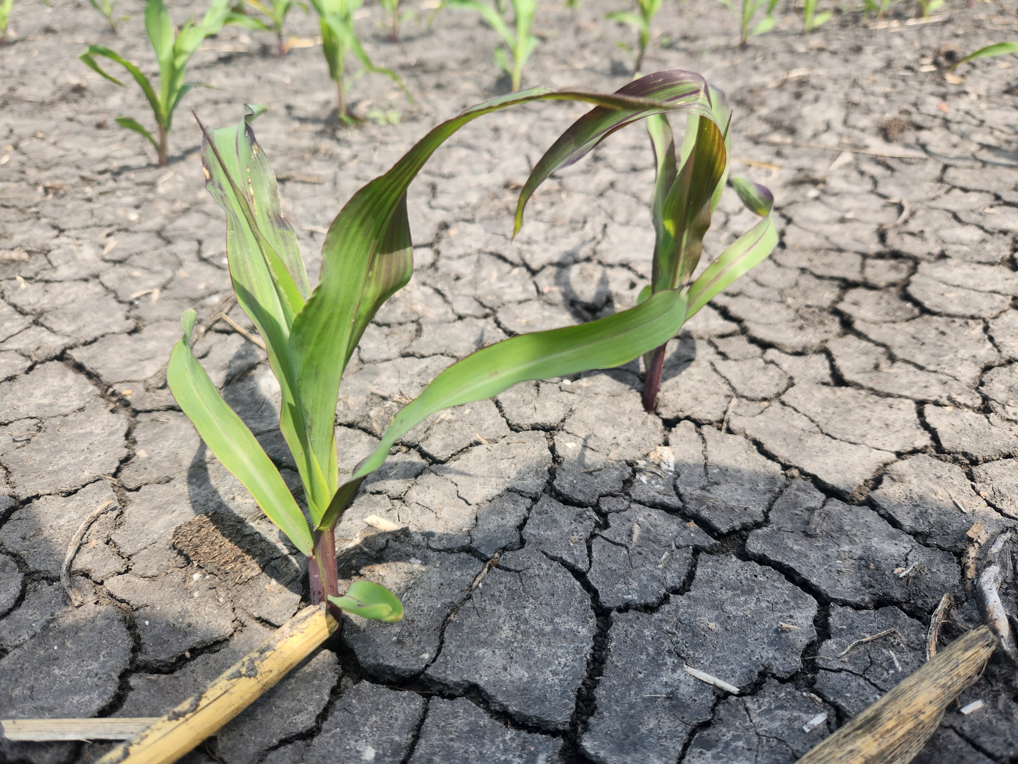 young corn plants