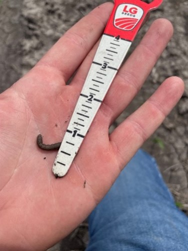 Photo of LG Seeds agronomist holding a small Black Cutworm