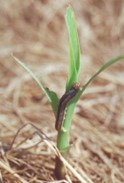 Picture of true armyworm on corn plant