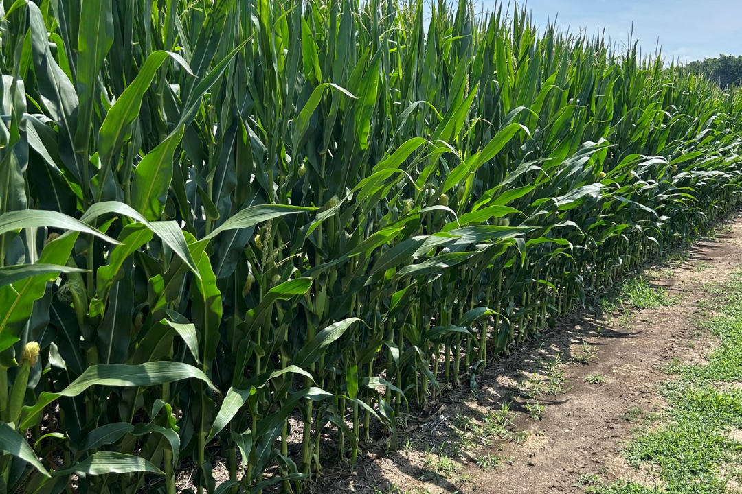 Corn Field