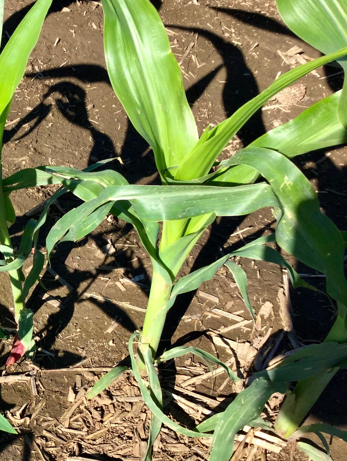 Corn at V5-V6 stage