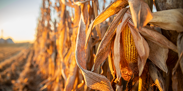 Maximize 2021 corn harvest