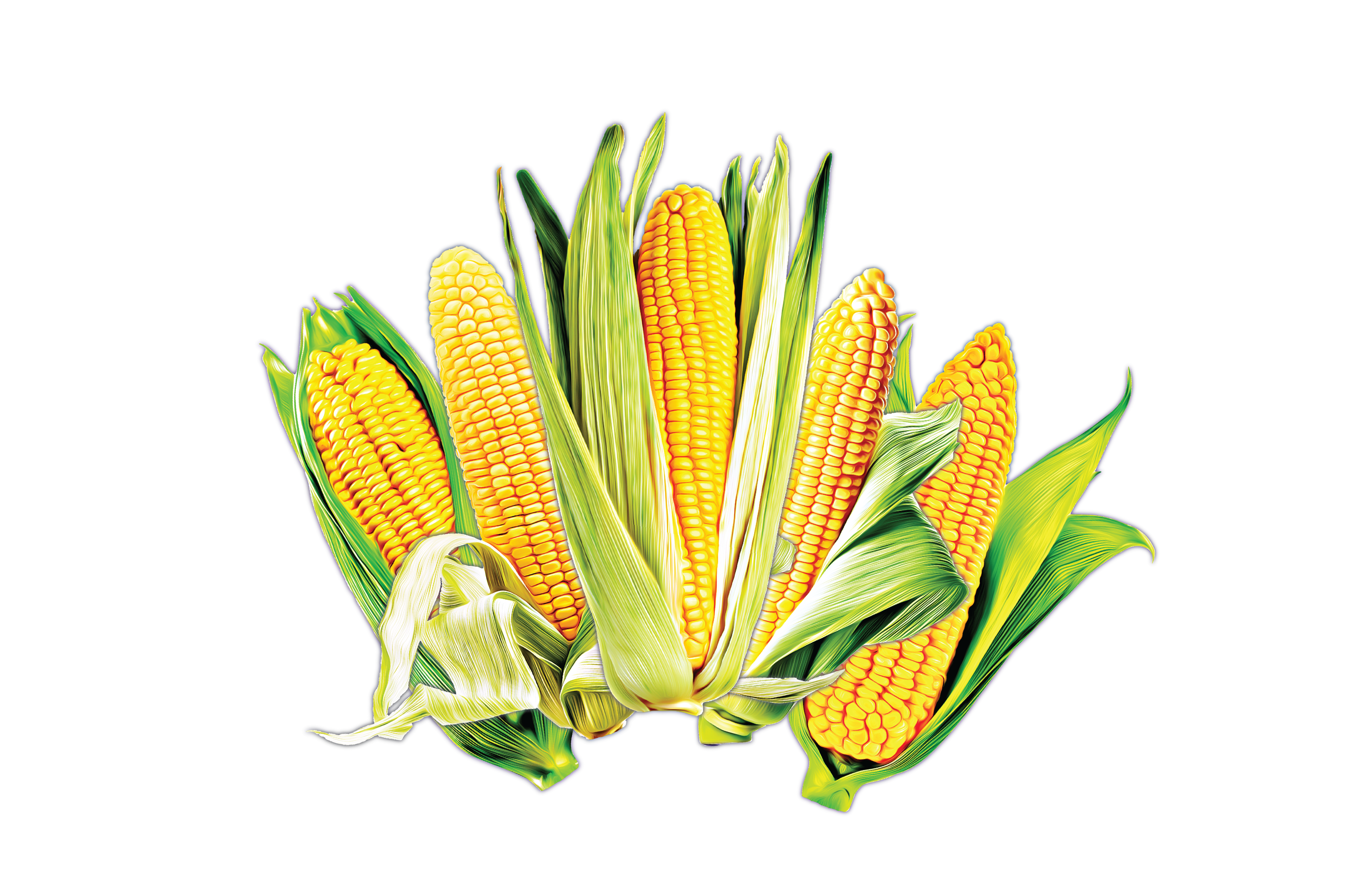 Distressed Corn Hybrid Graphic