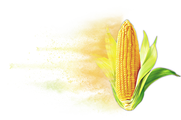 Distressed Corn Hybrid Graphic