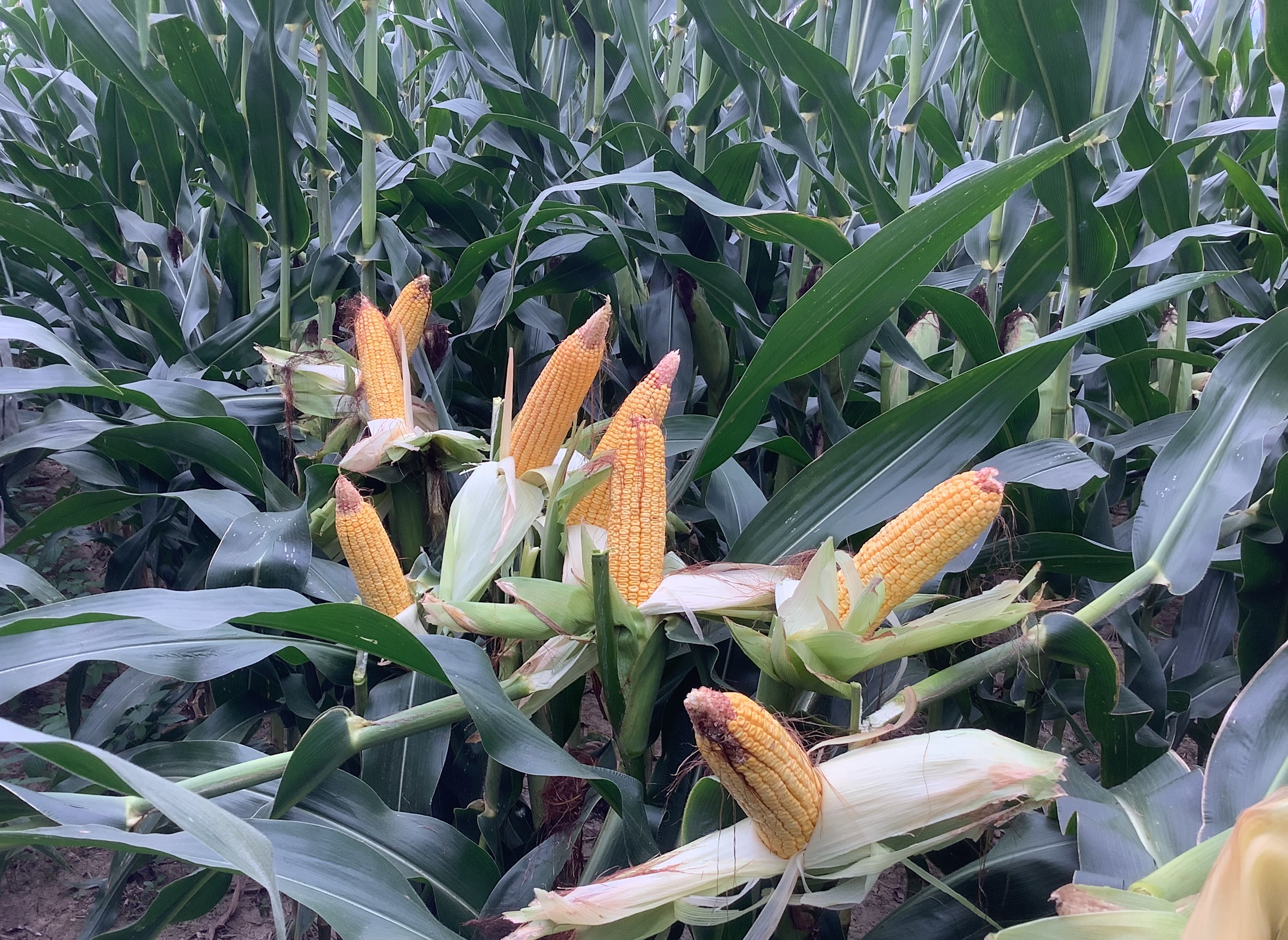 Corn in the Mid-South experiencing tip back and kernel abortion