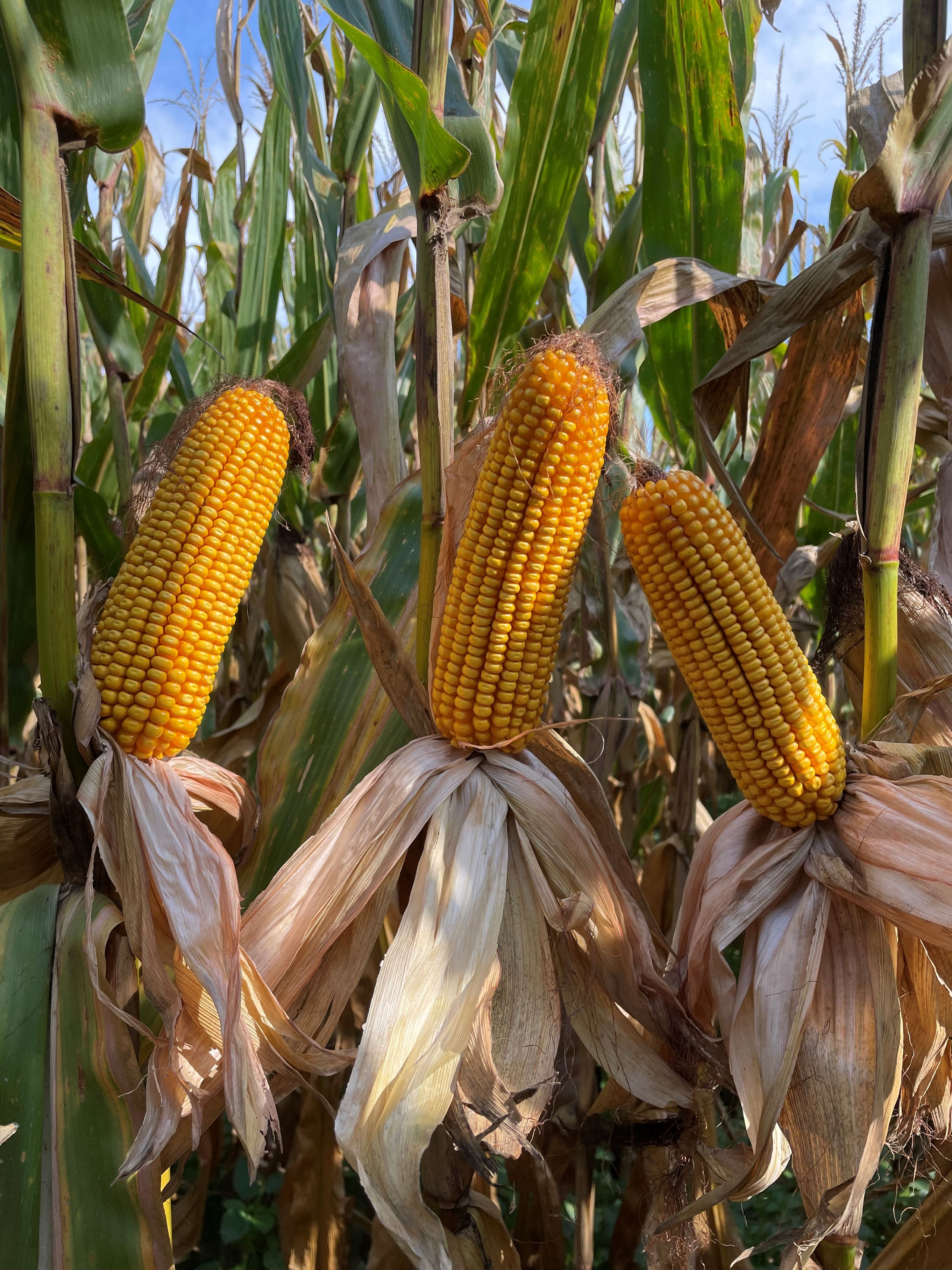 LG67C07 corn hybrids performing well in the face of stress
