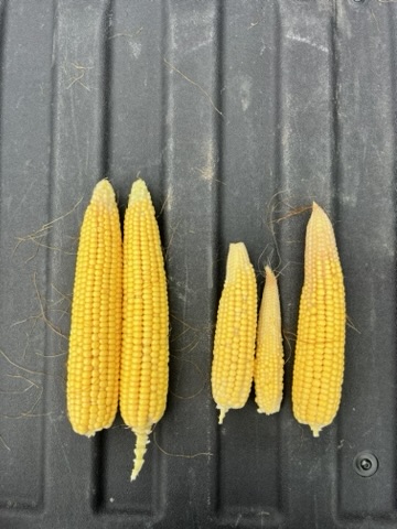Corn cobs exhibiting aphid pressure