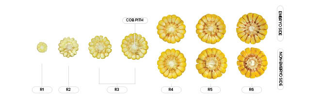 A diagram of corn cobs during different reproductive stages from R1 to R6