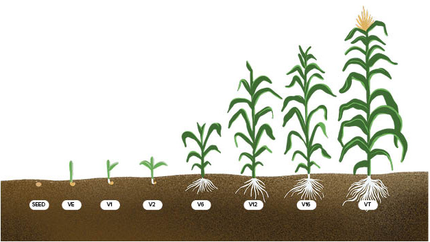 Corn growth from seed to VT