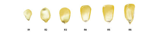 A diagram of corn kernels during different reproductive stages from R1 to R6