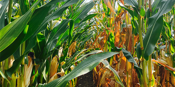 corn rows