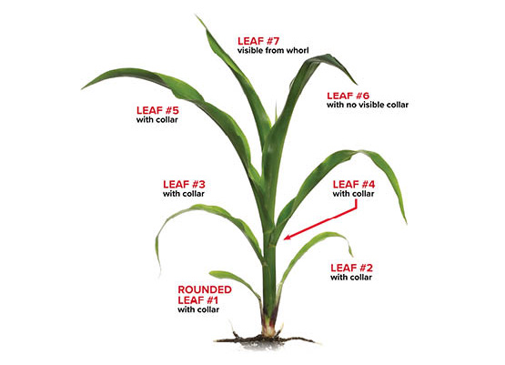 A diagram of the leaf collar method