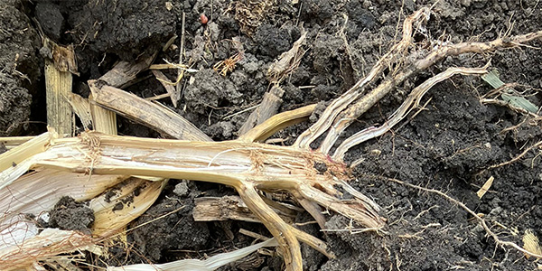 Corn Roots