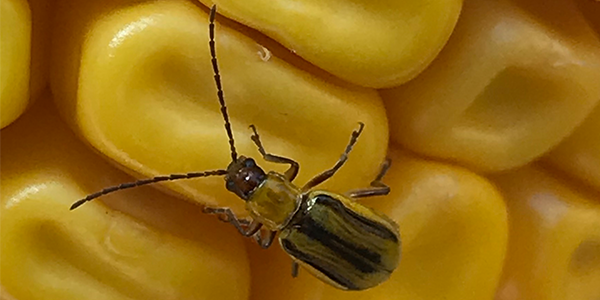 A corn rootworm beetle on a corn cob
