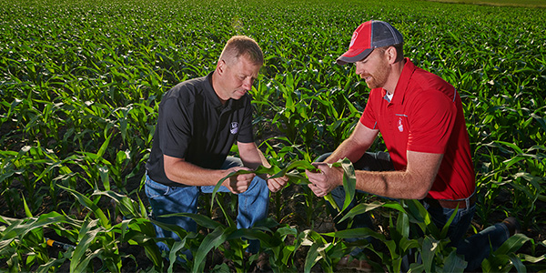 An LG Seeds agronomist and a farmer scouting corn crops