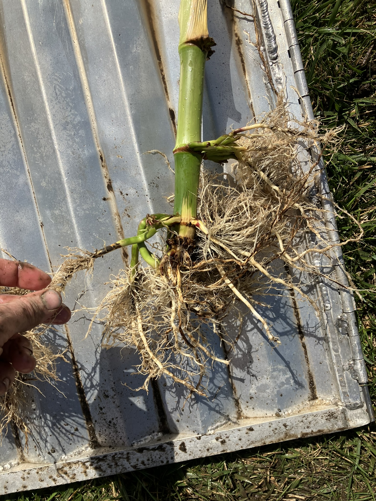 Corn roots