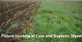 Cover Crop 1-cornandsoybeandigest-cited