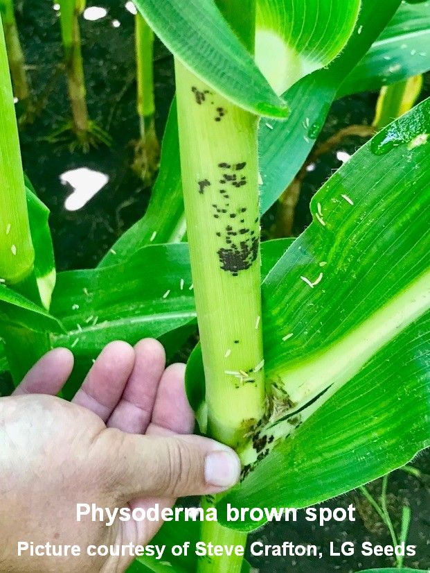 Crafton-Physoderma-1 cited