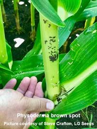 Crafton-Physoderma-1 cited Crafton-Physoderma-1 cited