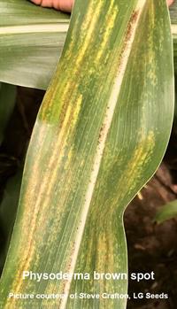 Crafton-Physoderma-2 cited Crafton-Physoderma-2 cited