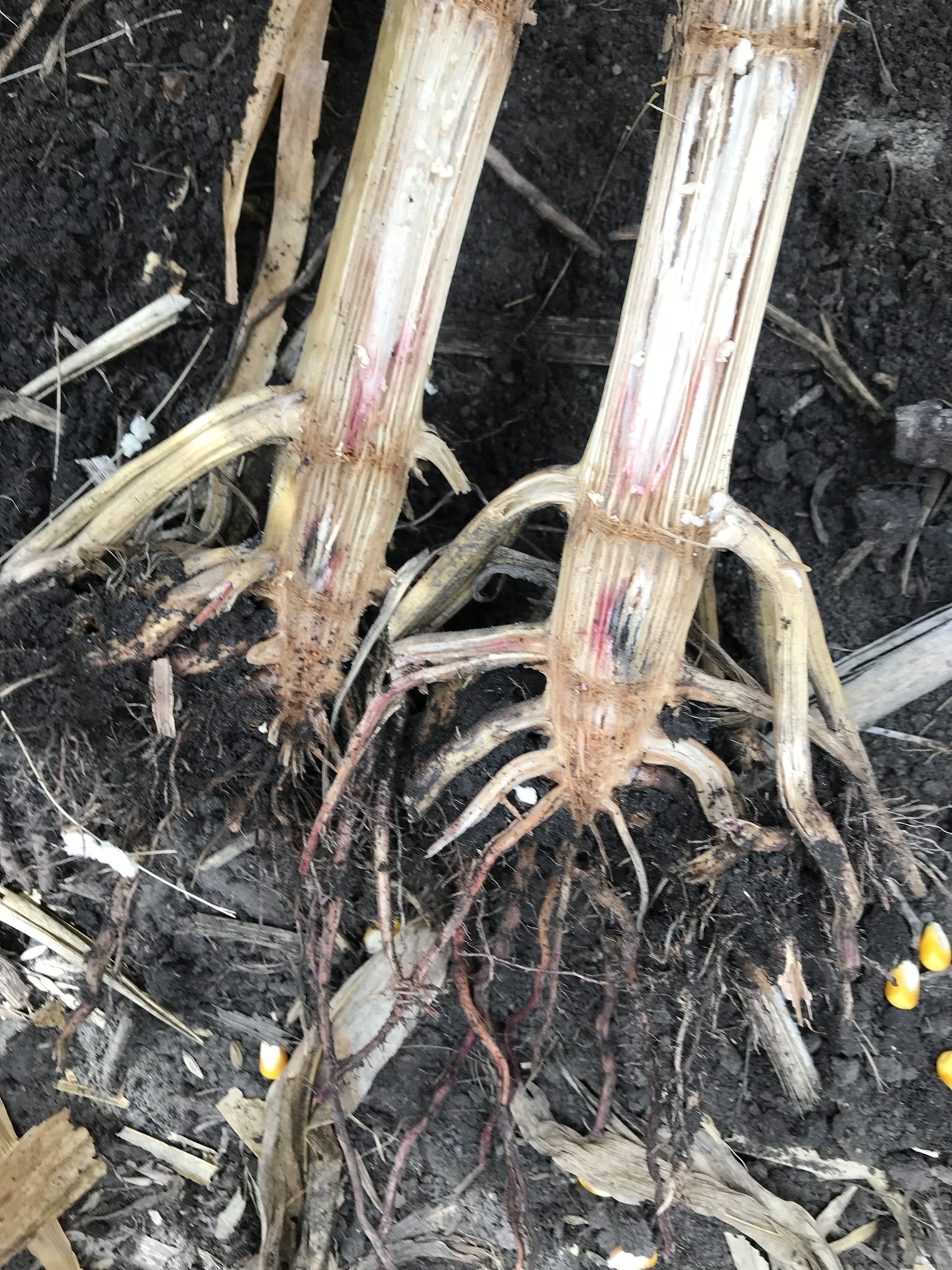 Corn roots that are discolored