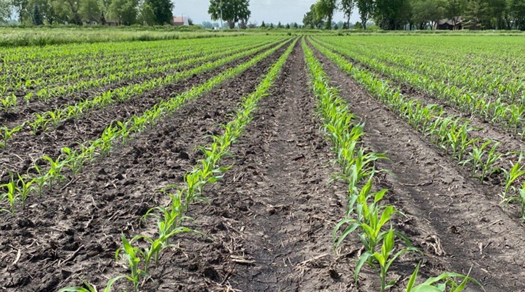 Early season corn