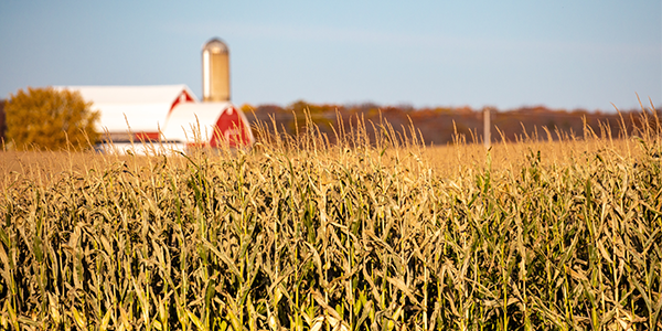 A corn field in front of a red barn