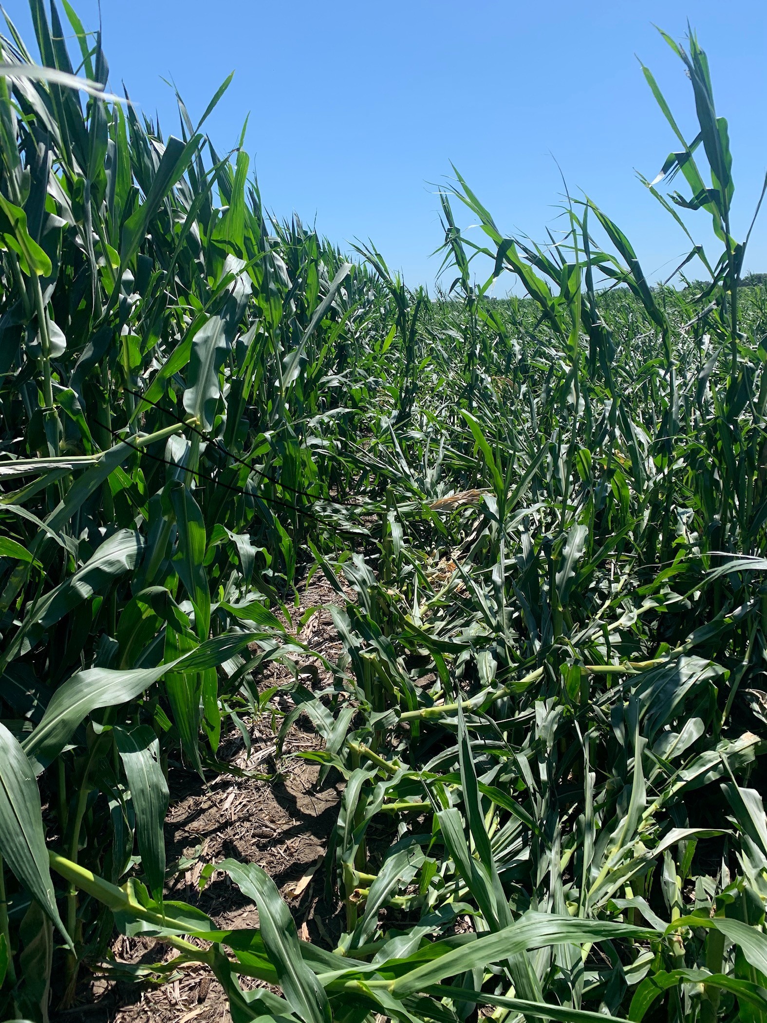 Greensnap in corn