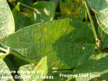 Jesse-Frog eye cited