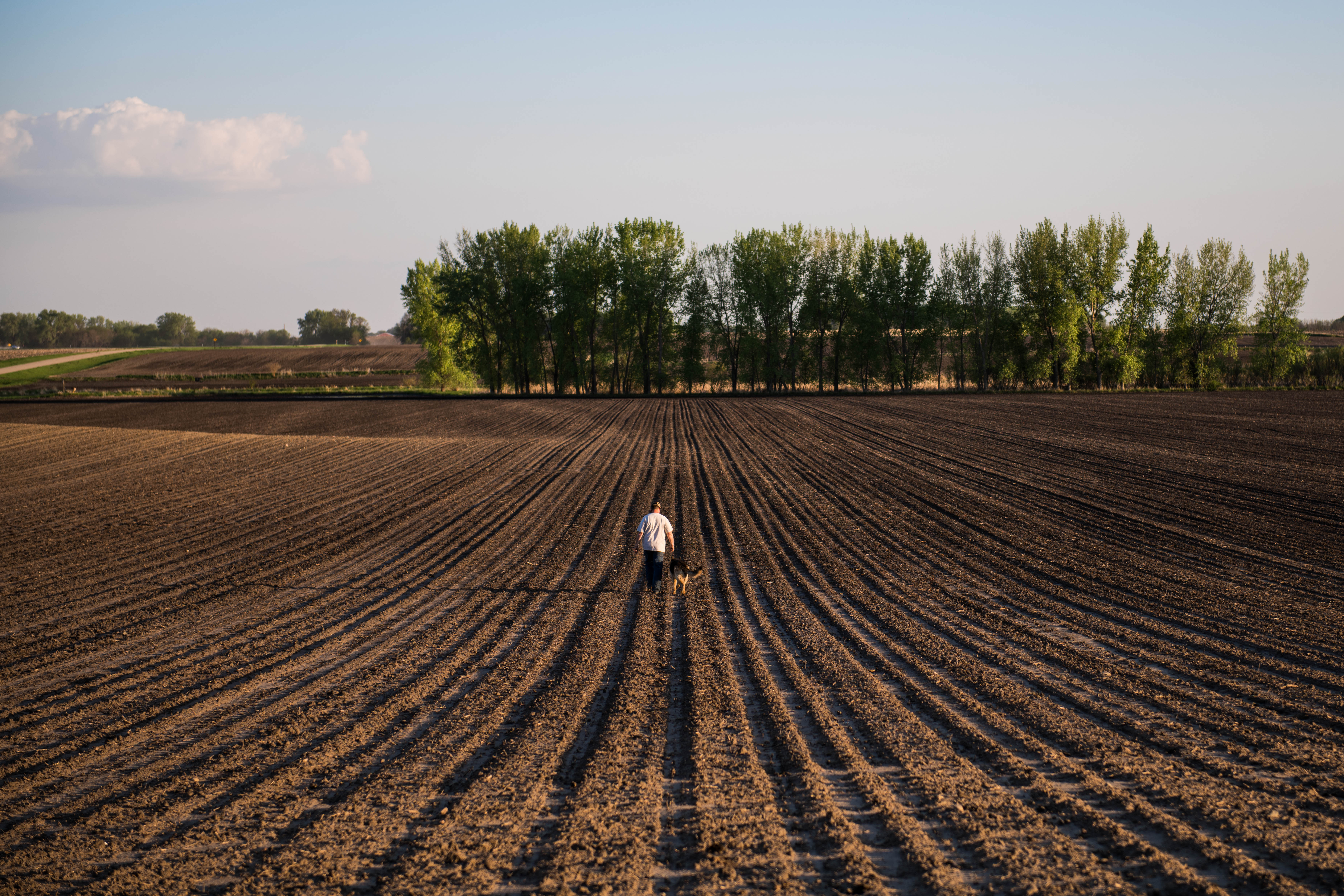 field pre-emergence