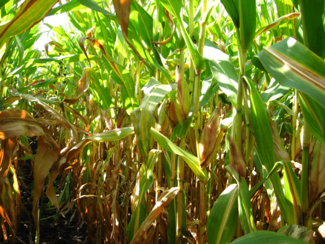 Late Season Nitrogen Stress