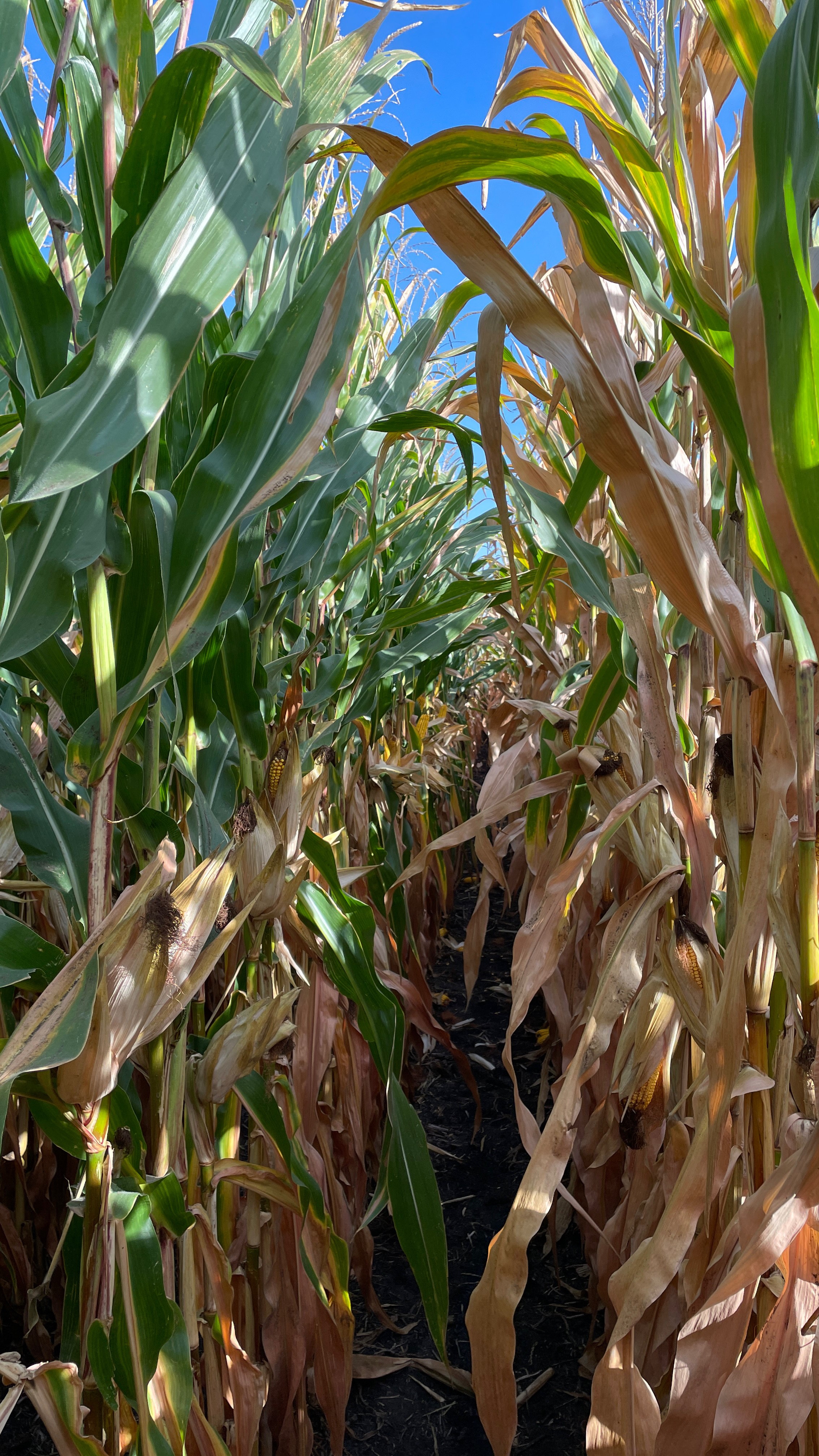 A LCG49C28 corn plant with impressive stalk quality next to struggling corn plant