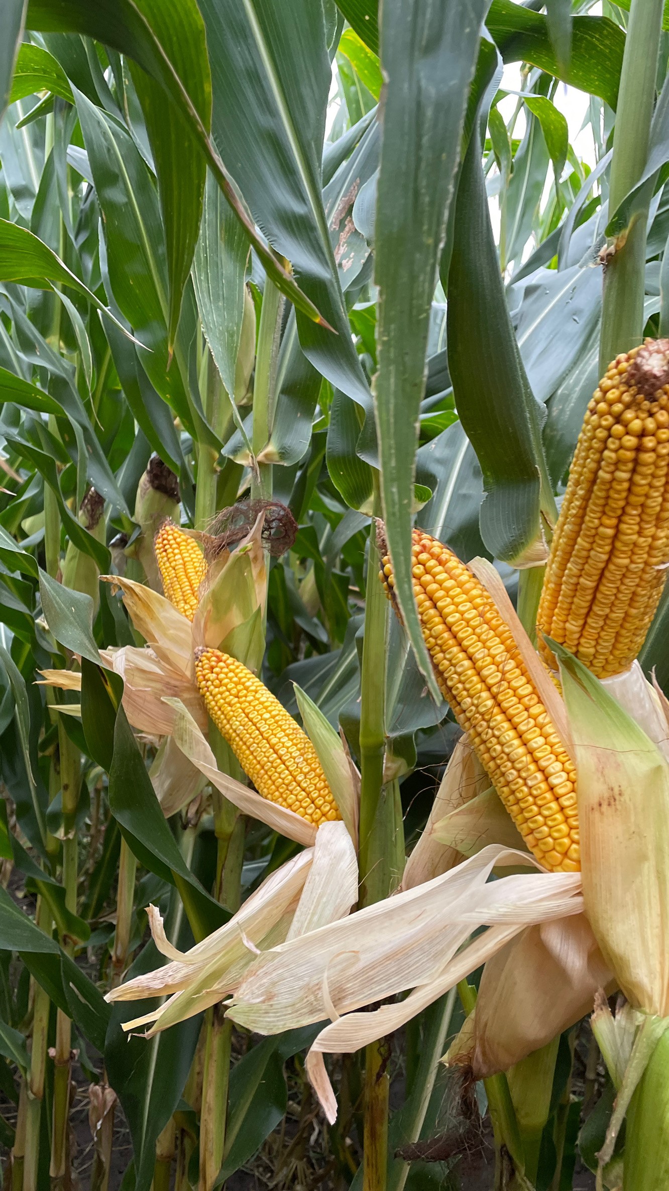 LCG52C42 corn with good stalk health