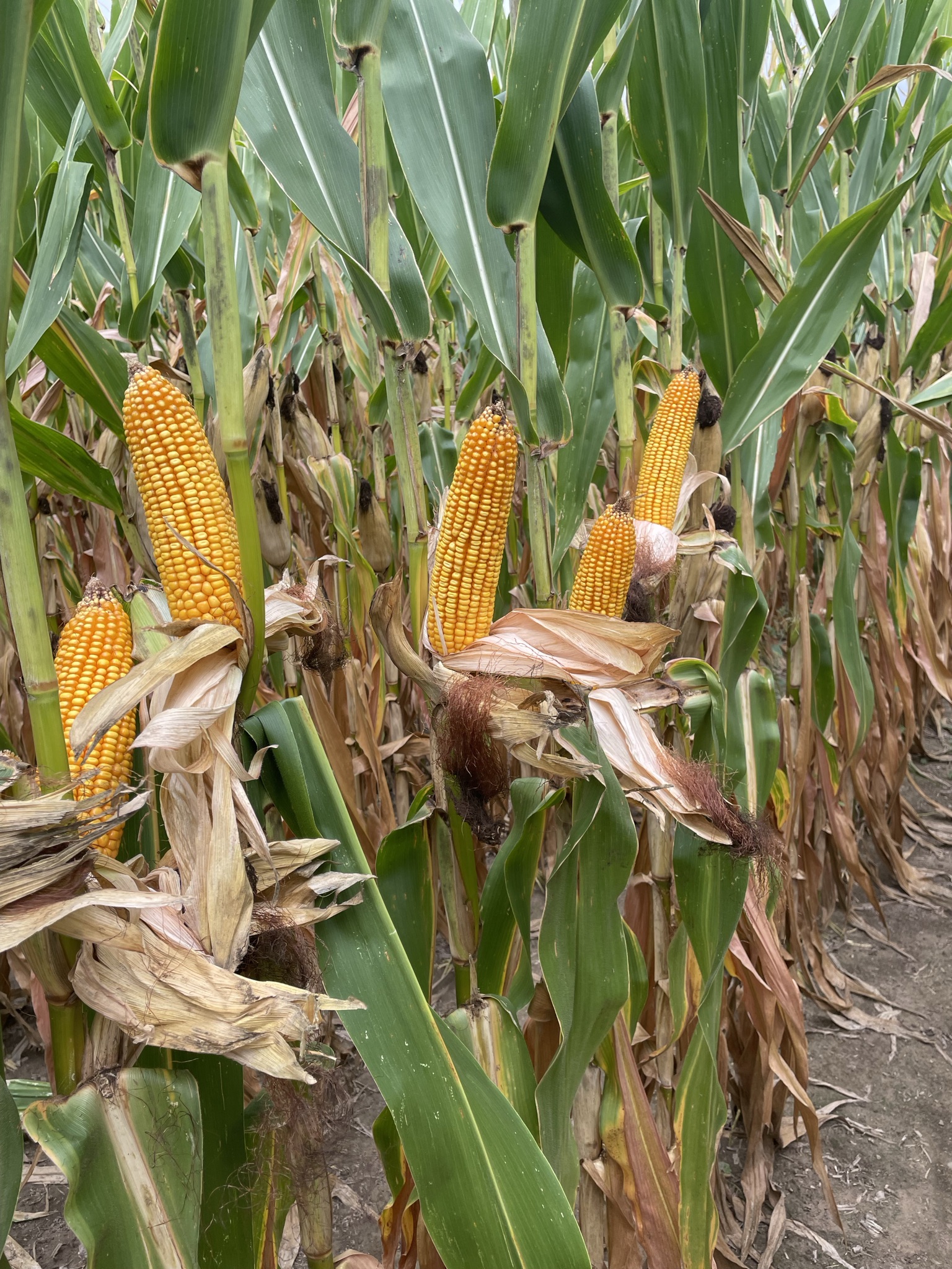 LG68C18 corn plants