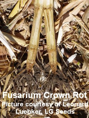 LL-Fusaruim Crown Rot 2008 pictures 003-cited