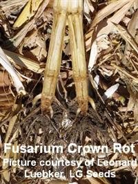 LL-Fusaruim Crown Rot 2008 pictures 003-cited LL-Fusaruim Crown Rot 2008 pictures 003-cited